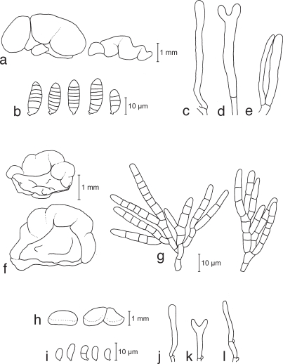 Fig. 8