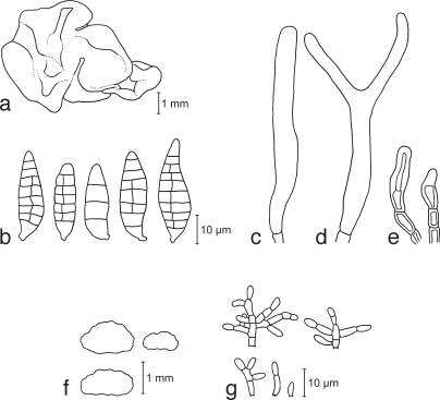 Fig. 10