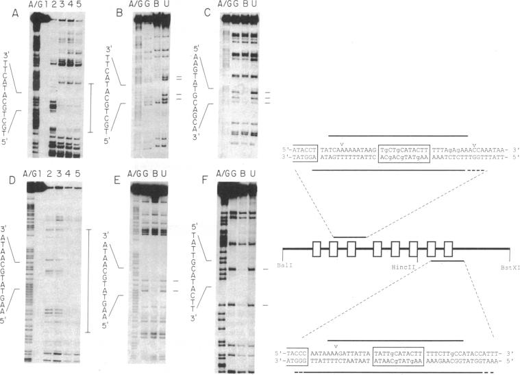 graphic file with name pnas01036-0361-a.jpg