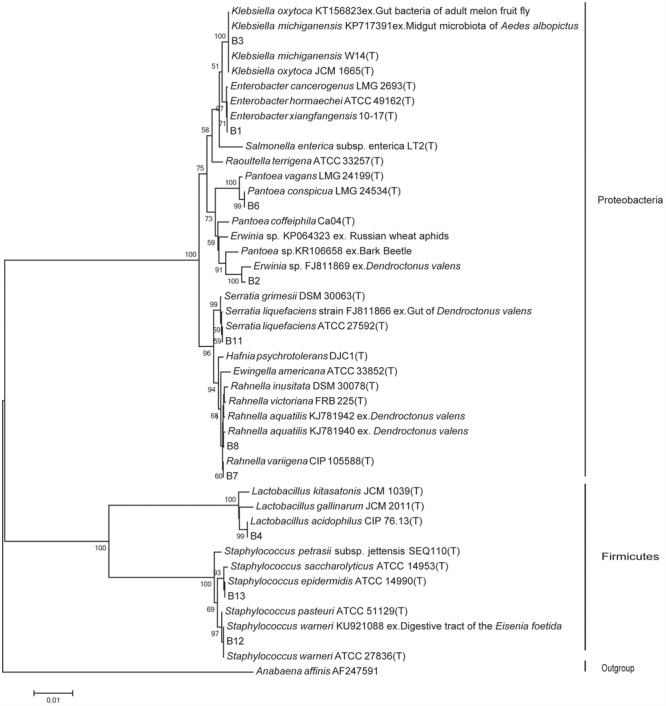 FIGURE 1