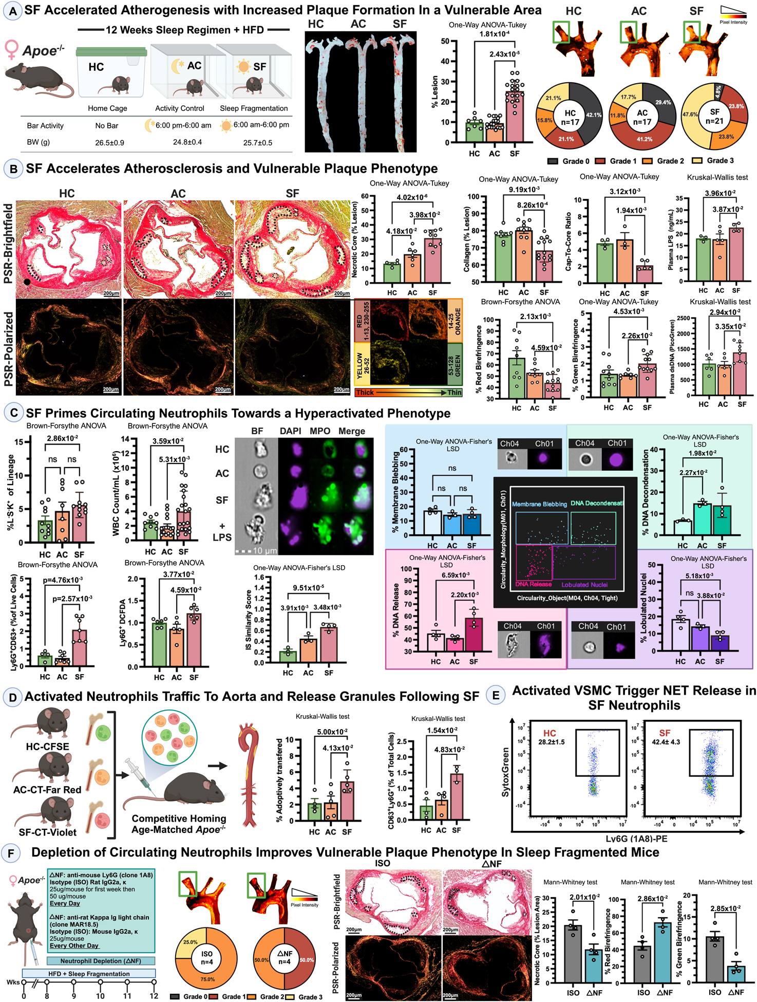 Sleep fragmentation increases neutrophil activation and promotes atherosclerosis and plaque necrosis