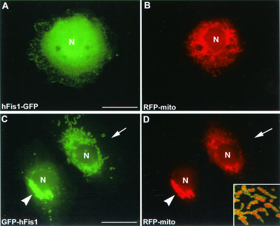 FIG. 2.