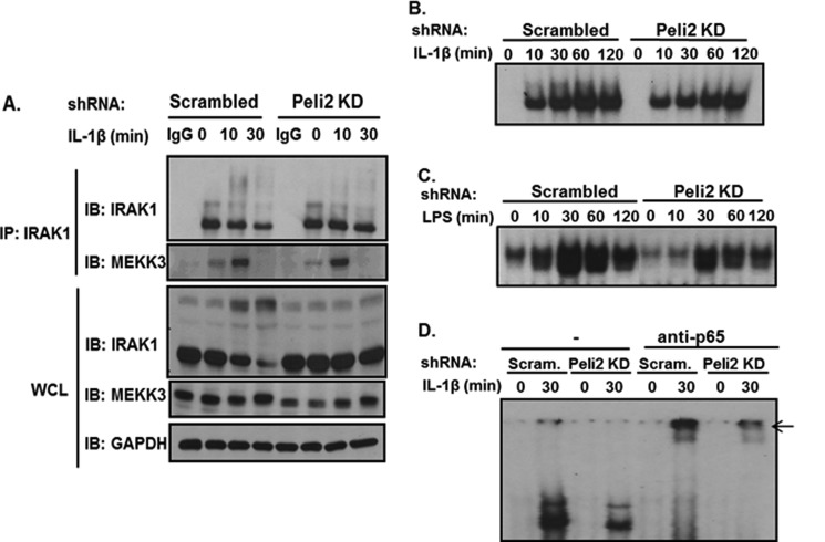 FIGURE 4.