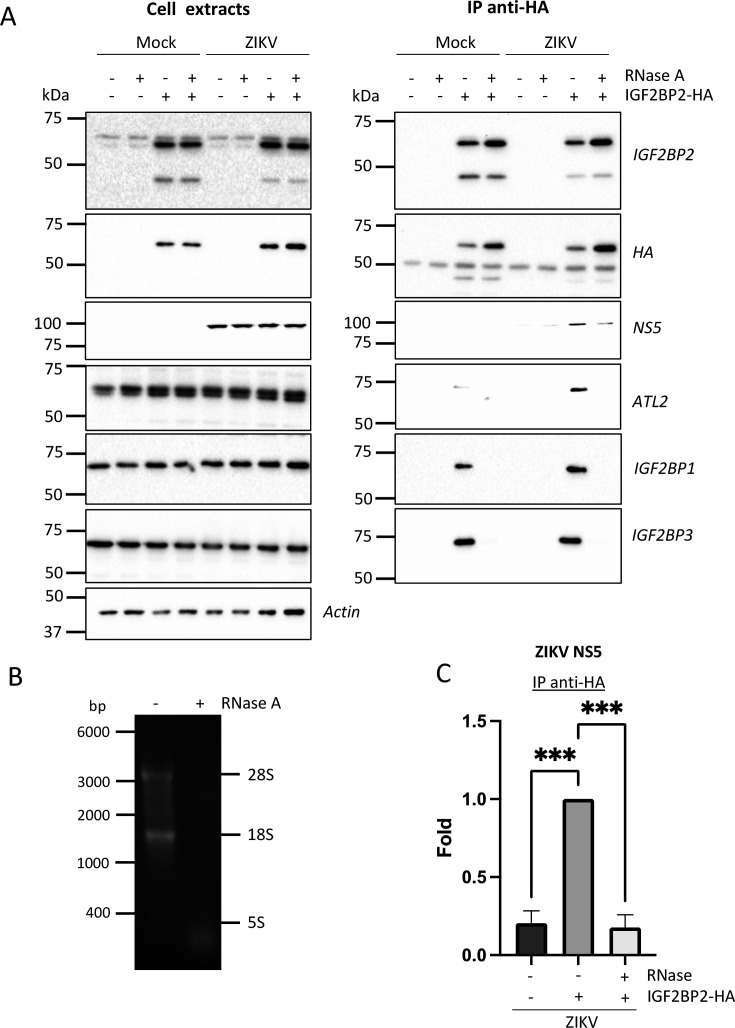 Figure 8—figure supplement 3.