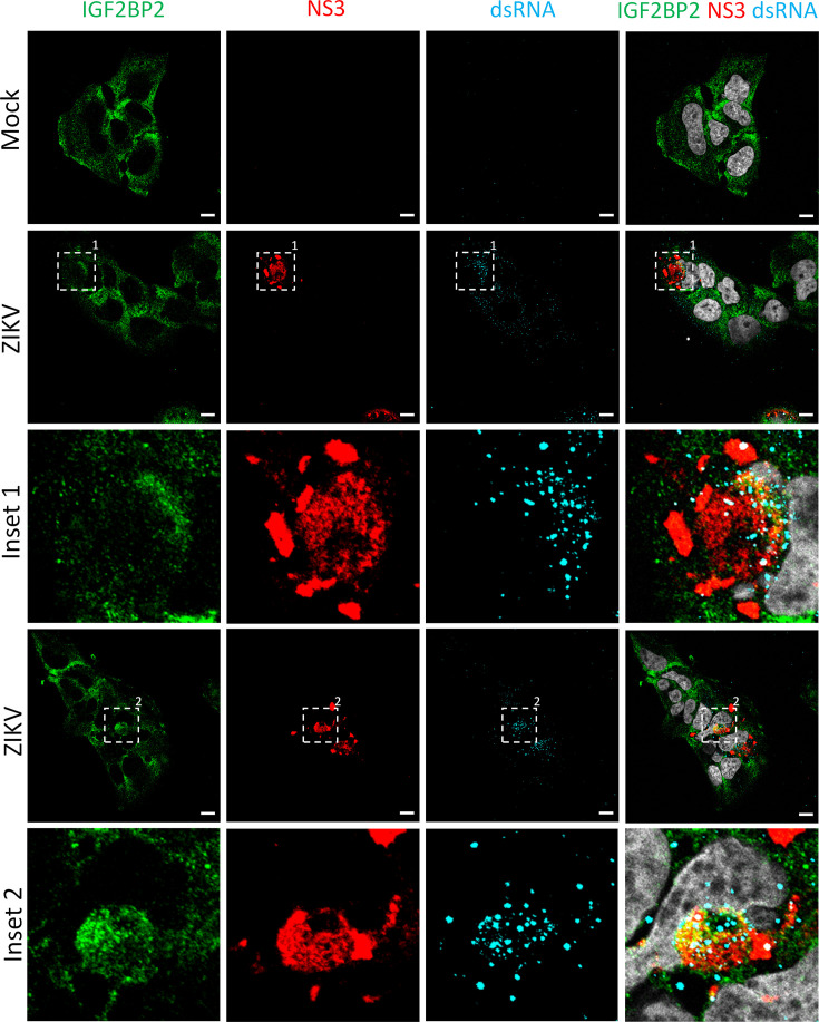 Figure 4—figure supplement 1.