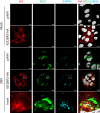 Figure 4—figure supplement 2.