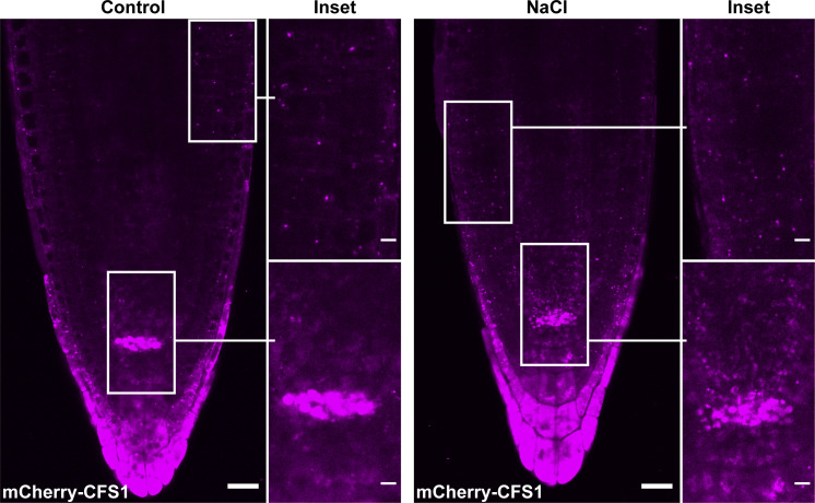 Figure 10.