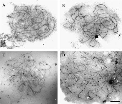 Figure 2.—