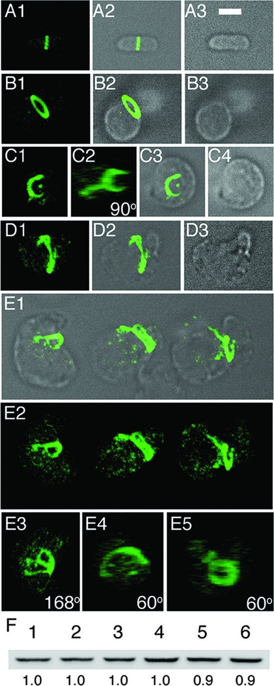 FIG. 4.