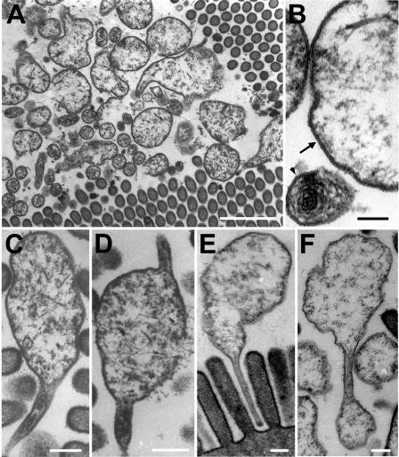 FIG. 5.