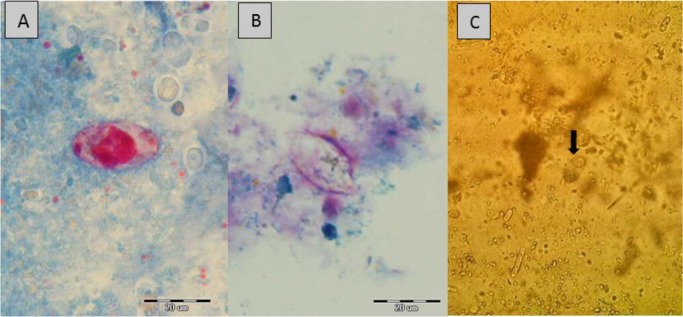 Fig. 2: