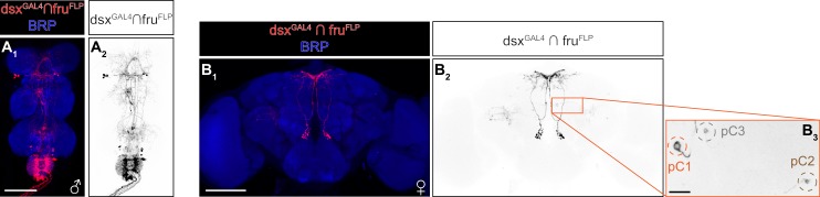 Figure 1—figure supplement 1.