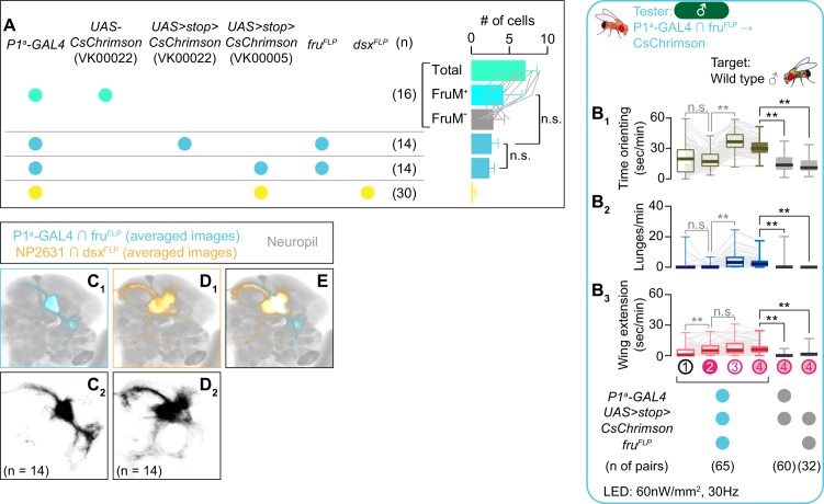 Figure 5—figure supplement 2.