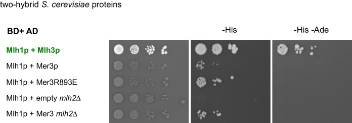 Figure 4—figure supplement 2.