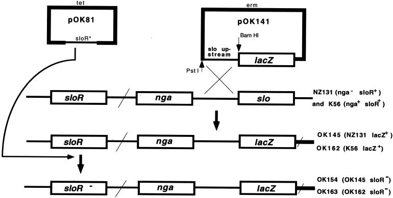 FIG. 3.