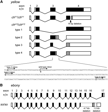 Figure 5.—