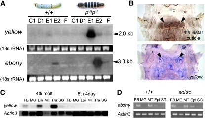 Figure 4.—