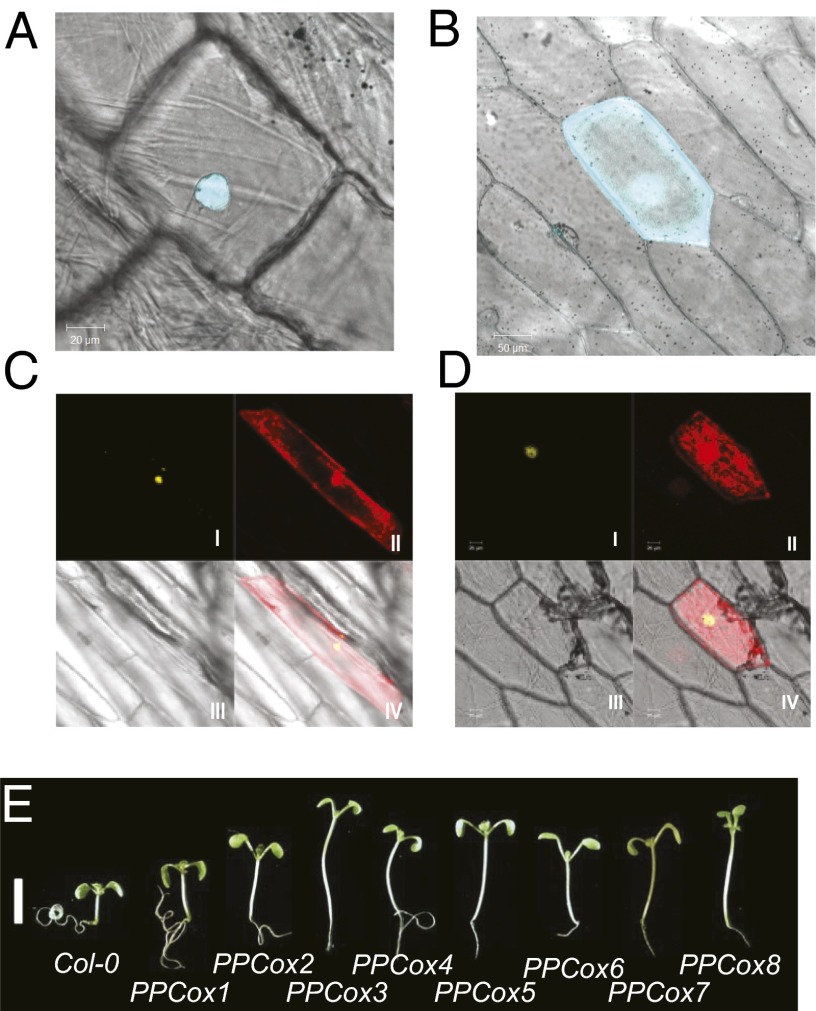 Fig. 4.