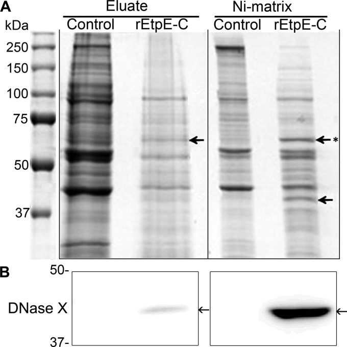 FIG 1 