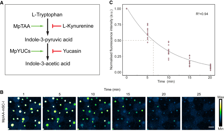 Figure 3