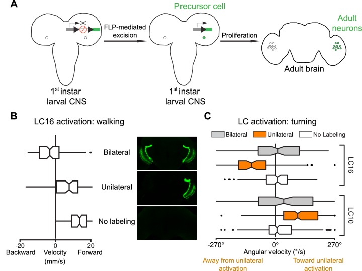 Figure 13.