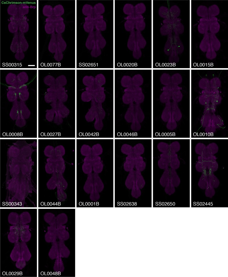 Figure 2—figure supplement 1.