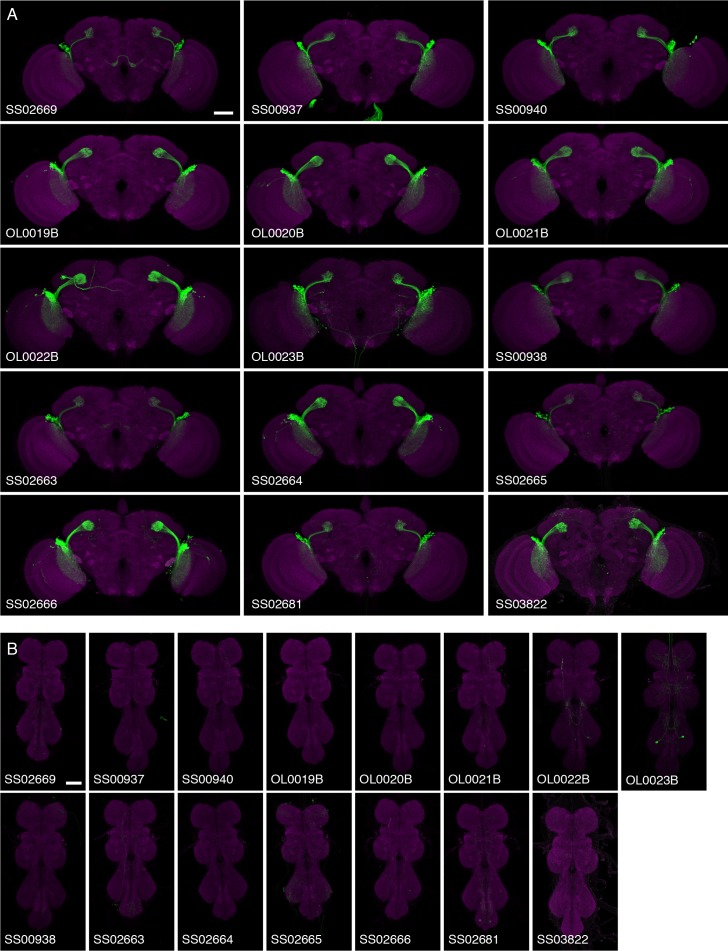 Figure 10—figure supplement 1.