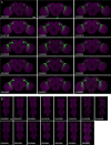 Figure 10—figure supplement 1.