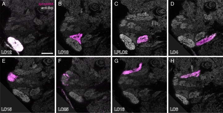 Figure 3—figure supplement 2.