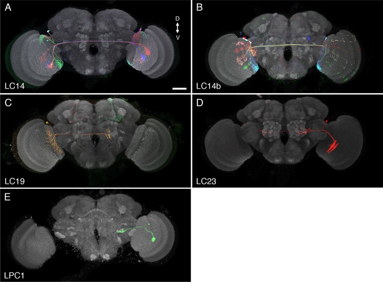 Figure 1—figure supplement 1.