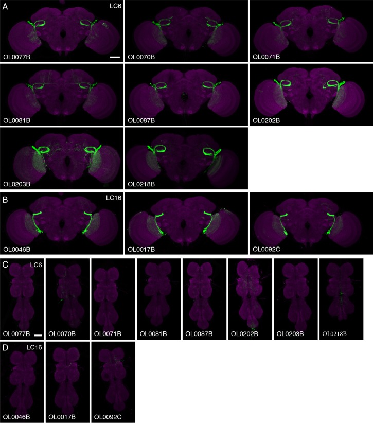 Figure 9—figure supplement 1.