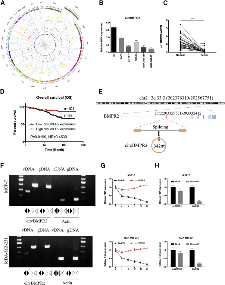 Targeting the circBMPR2/miR-553/USP4 Axis as a Potent Therapeutic ...