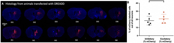 Figure 2—figure supplement 1.