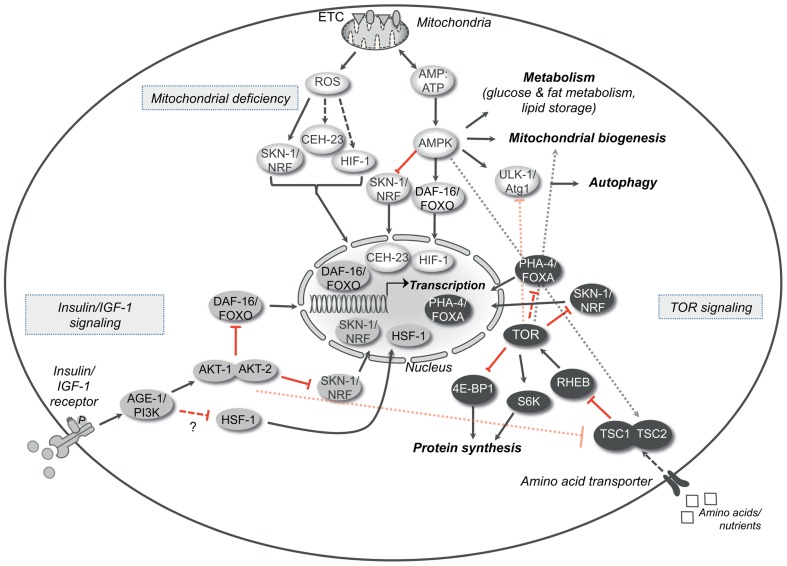 FIGURE 1