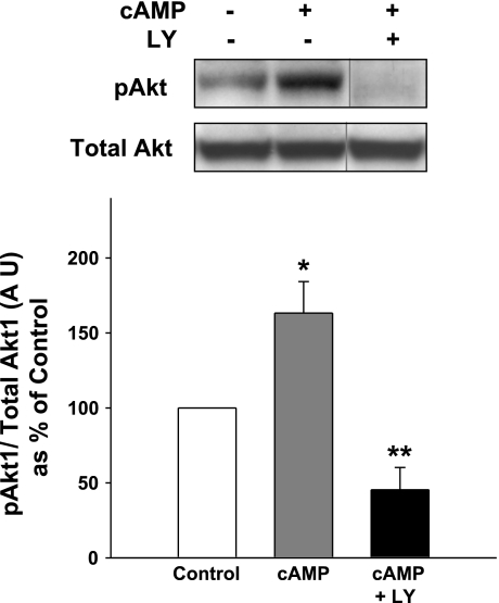 Fig. 11.