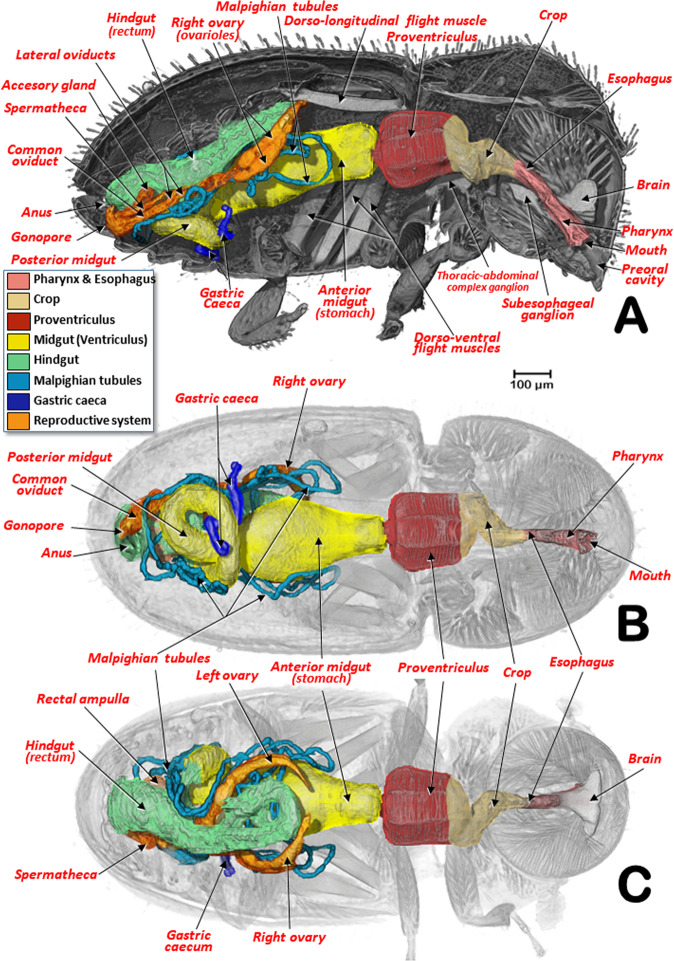 Figure 3