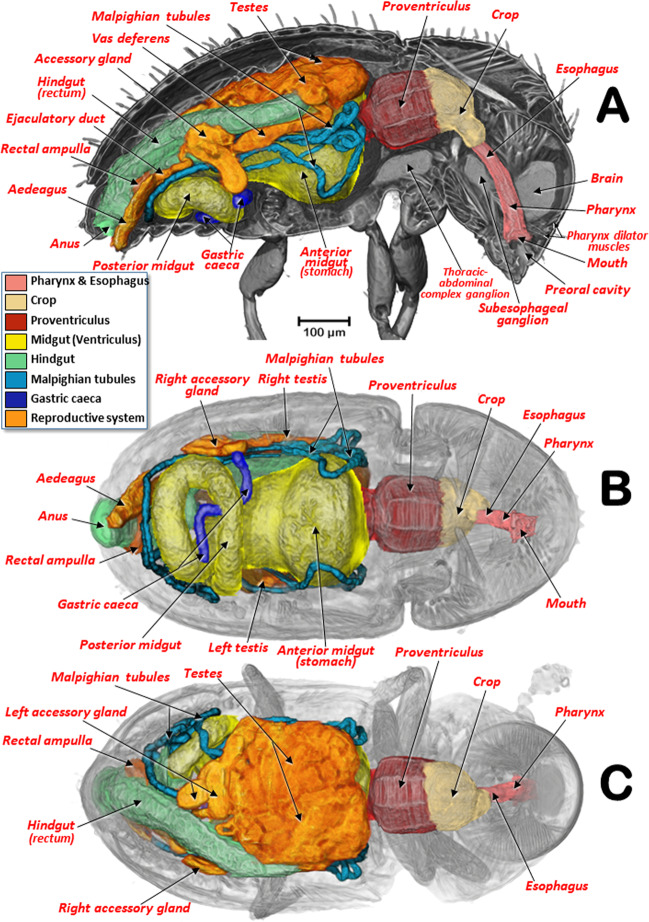 Figure 2