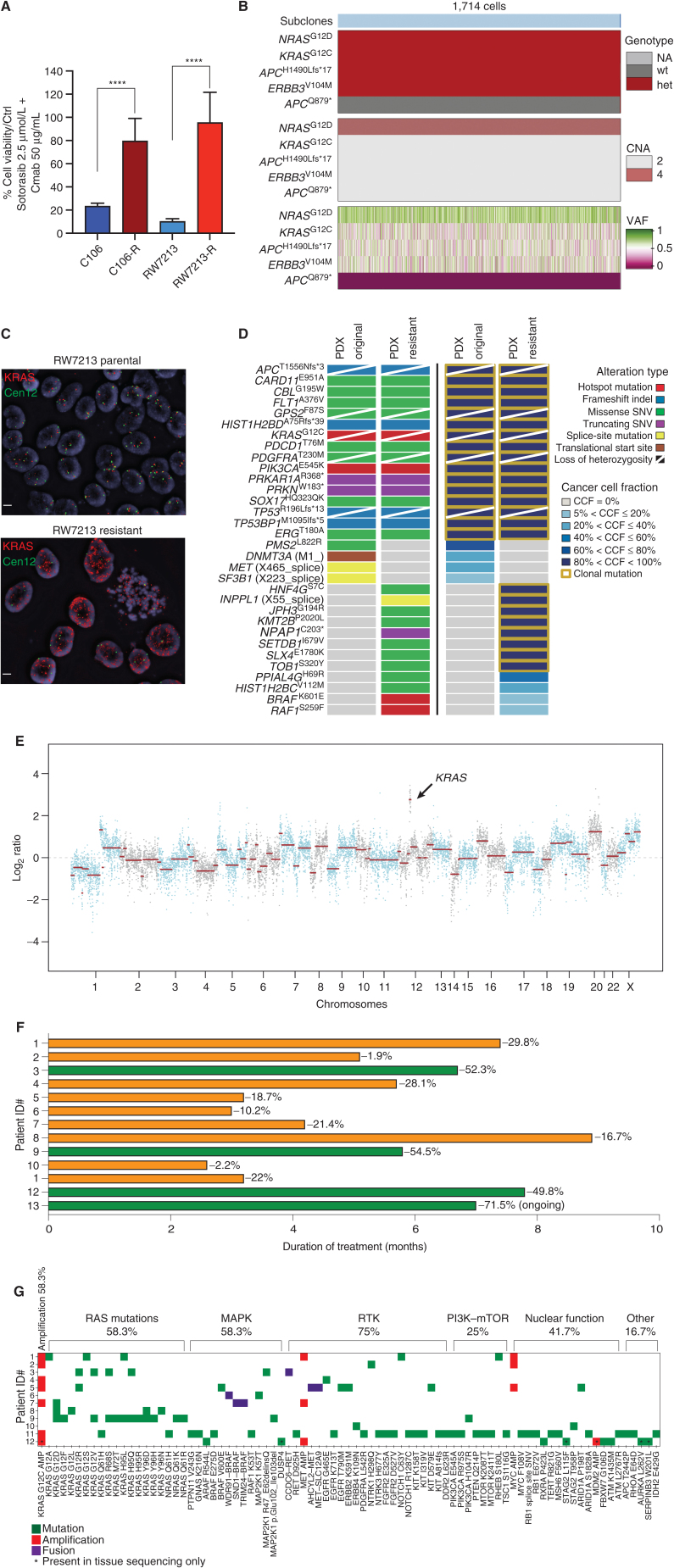 Figure 1. Mechanisms of resistance to combined KRASG12C and EGFR inhibition in colorectal cancer. A, Graph showing cell viability of parental and resistant C106 and RW7213 cells. Statistical analyses and P values represent Mann–Whitney test (t test); ****, P ≤ 0.0001. B, Heat map of KRASG12C and NRAS G12D alleles detected by single-cell sequencing of C106-resistant subline. VAF: variant allelic frequency; GQ: genotyping quality score from GATK; DP: sequencing depth. C, FISH staining for KRAS gene in RW7213 parental and resistant subline. Manual review of parental RW7213 cells indicated no amplification [mean KRAS (red)/Cen12 (green) ratio of 1.1; 50 cells counted] in approximately 90% of the hybridized area and approximately 10% hybridized area with increased KRAS copies (mean red/green ratio of 3.5; 50 cells counted). Mean red/green ratio in the resistant subline, based on manual counting of 20 cells, was 6.4 with >20 KRAS (red) signals in all cells. Scale bars, 5 μm. D, Nonsynonymous somatic mutations identified by MSK-IMPACT in the CLR-113 original and resistant PDX. Mutation types (left) and CCF of mutations identified (right) are color coded according to the legend. E, CNAs of the CLR-113 original and resistant PDX (top). Copy-number log2 ratios are shown on the y-axis according to the chromosomes on the x-axis. The arrow shows KRAS amplification. F, Plot showing duration of response to KRASG12C inhibitor (adagrasib/sotorasib) plus EGFR inhibitor (cetuximab/panitumumab) by patient ID number. Best response by RECIST is noted at the end of each bar, and partial responses are shaded green and stable disease shaded orange. G, Oncoprint of emergent alterations detected in circulating tumor DNA (ctDNA) of colorectal cancer patients at the time of radiographic or clinical progression through combined KRASG12C and EGFR inhibition. Patient 12 had both ctDNA and tumor tissue analyzed at progression, and emergent alterations identified only in tissue are marked with an asterisk.