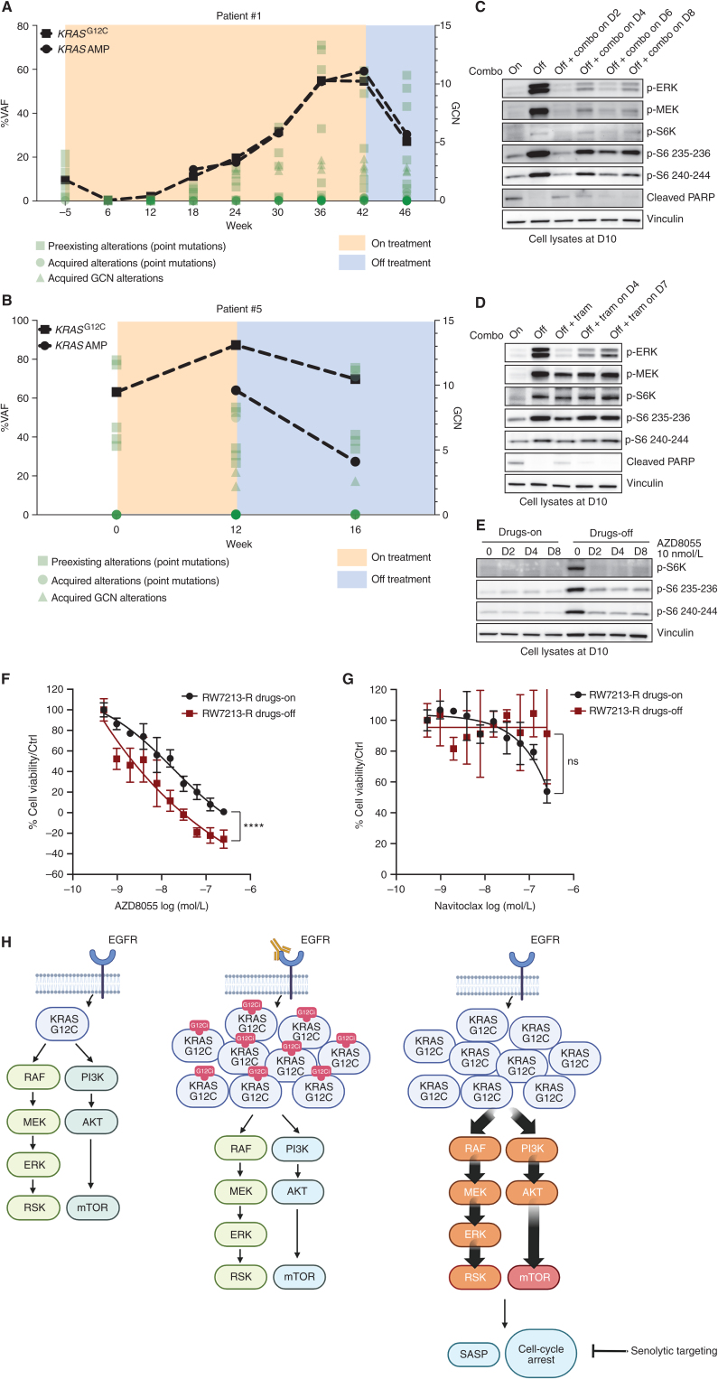 Figure 4. Effect of treatment withdrawal in resistant colorectal cancers with amplified KRASG12C. A, Longitudinal analysis of ctDNA in a colorectal cancer patient who held KRAS and EGFR inhibition for approximately 4 weeks after progression. B, Longitudinal analysis of ctDNA in a colorectal cancer patient who held KRAS and EGFR inhibition for approximately 4 weeks after progression. KRASG12C ctDNA variant allelic frequencies are marked with squares, and KRAS plasma copy numbers are marked with circles. All the other variants are reported in green. C, Western blot analyses of p-ERK, p-MEK, p-S6K, p-S6, and cleaved PARP expression upon drug withdrawal and rechallenge with cetuximab 50 μg/mL sotorasib 3 μmol/L combination; vinculin is included as a loading control. D, Western blot analyses of p-ERK, p-MEK, p-S6K, p-S6, and cleaved PARP expression upon drug withdrawal and rechallenge with 10 nmol/L trametinib; vinculin is included as a loading control. E, Western blot analyses of p-S6K and p-S6 upon drug withdrawal or in drug-containing medium after treatment with 10 nmol/L AZD8055; vinculin is included as a loading control. F, Short-term proliferation assay RW7213-R cells in medium containing cetuximab–sotorasib (black) and in senescent conditions (dark red). Cells were seeded in the absence or presence of drugs for 4 days and then treated for 96 hours with increasing concentration of AZD8055 and then ATP content was measured using CellTiter-Glo. Data represent the average and standard deviation of 3 biological replicates. G, Short-term proliferation assay RW7213-R cells in medium containing cetuximab–sotorasib (black) and in senescent conditions (dark red). Cells were seeded in the absence or presence of drugs for 4 days and then treated for 96 hours with increasing concentration of navitoclax and then ATP content was measured using CellTiter-Glo. Data represent the average and standard deviation of 3 biological replicates. H, Proposed model: KRASG12C mutant signaling is maintained at a similar level in parental cells and in resistant cells in the presence of concomitant EGFR and KRASG12C blockade. Upon drug removal, KRASG12C amplified signaling drives oncogene-induced senescence characterized by elevated mTOR activity creating a new steady state that may be targeted by senolytic treatments.