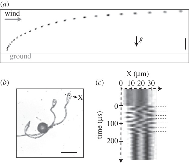 Figure 5.