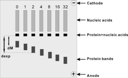 Supplementary Figure 1