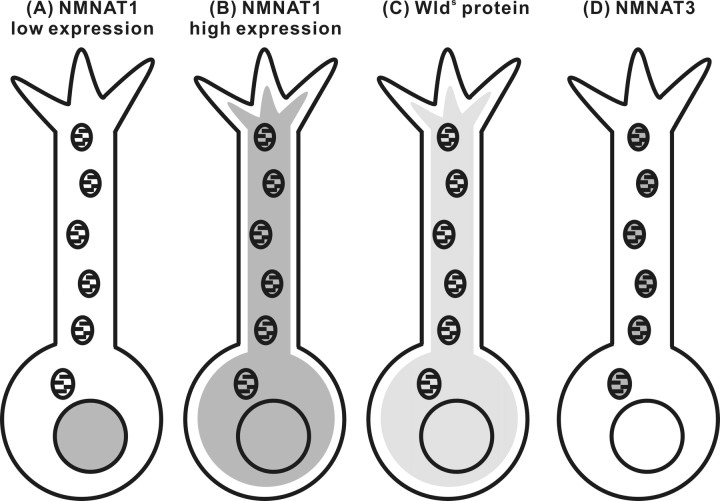 Figure 7.