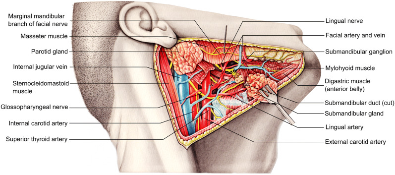 Fig. 1