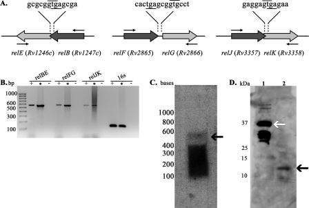 FIG. 1.