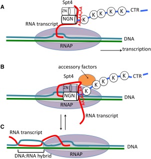 Figure 7