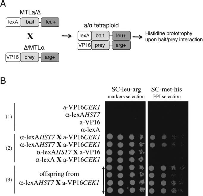 Figure 6.