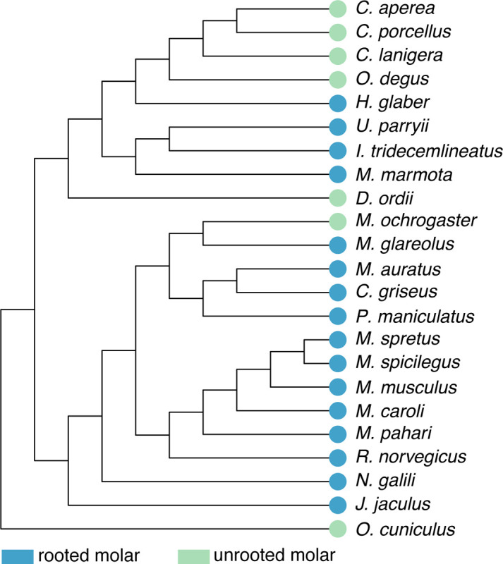 Figure 1 –