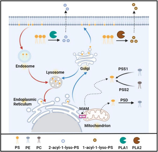 FIGURE 1