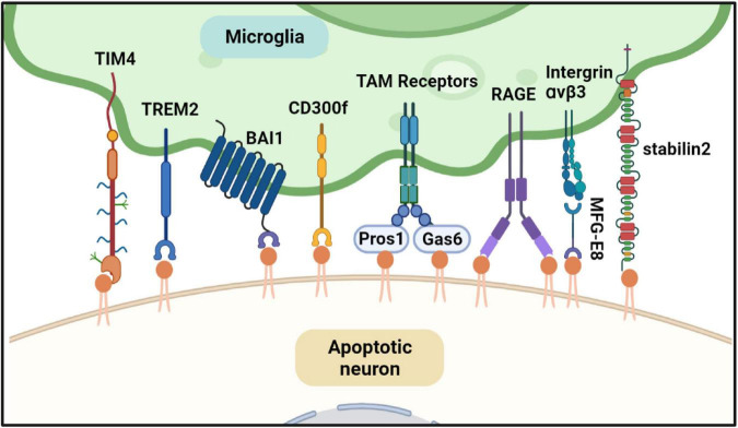 FIGURE 4