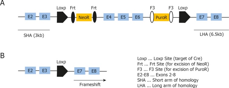 Figure 4—figure supplement 1.